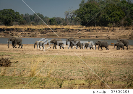 Family of elephants in a row protecting the smallest ones 57350103