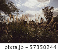 すすき 57350244