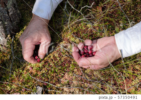 Man hands picking cranberries in the forest 57350491