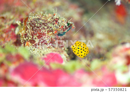 ミナミハコフグの幼魚 57350821