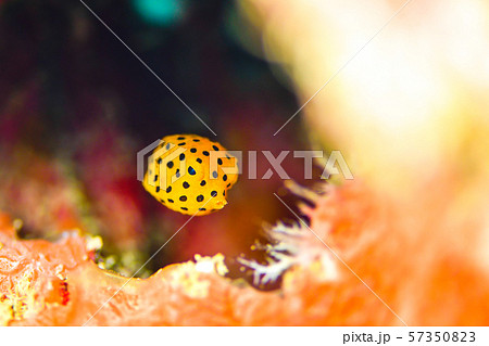 ミナミハコフグの幼魚 57350823