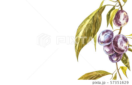 Ripe plum and branch with flowers. Plum drawing watercolor isolated on white background. Watercolor Ripe plum and branch with flowers. Plum drawing watercolor isolated on white background. Watercolor 57351629