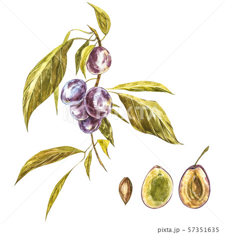 Ripe plum and branch with flowers. Plum drawing watercolor isolated on white background. Watercolor Ripe plum and branch with flowers. Plum drawing watercolor isolated on white background. Watercolor 57351635