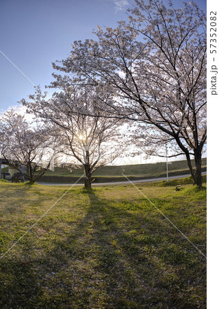 cherry blossom in good weather cherry blossom in good weather 57352082