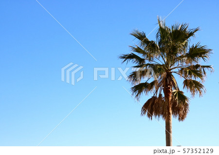 夕焼けのヤシの木 57352129