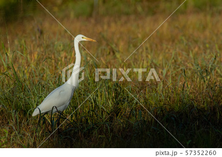 白鷺 57352260