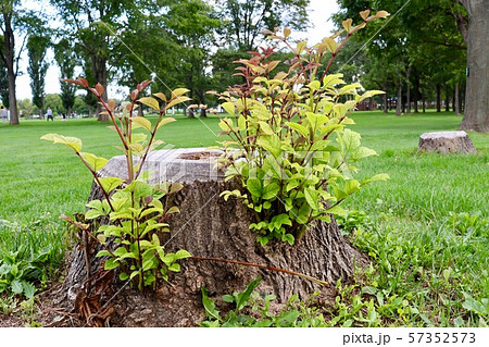 切り株 57352573