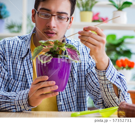 Young man florist working in a flower shop Young man florist working in a flower shop 57352731