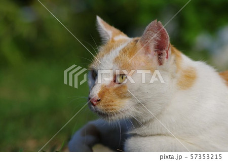 横を向く 57353215