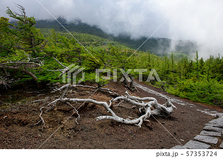 奥庭・富士山の奥庭自然公園の初夏（山梨県） 57353724
