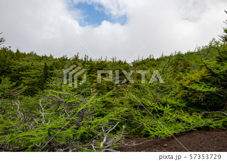 奥庭・富士山の奥庭自然公園の初夏（山梨県） 57353729
