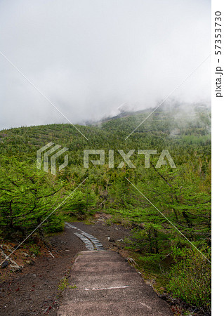 奥庭・富士山の奥庭自然公園の初夏（山梨県） 57353730