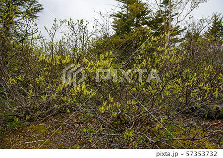 奥庭・富士山の奥庭自然公園の初夏（山梨県） 57353732