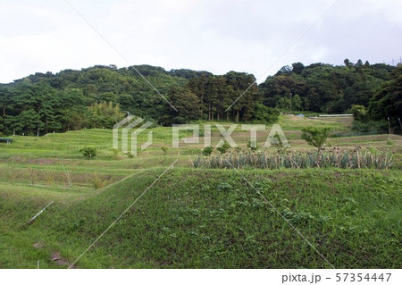 ■□ 神奈川県 □■ 葉山 上山口の棚田 ■□ 神奈川県 □■ 葉山 上山口の棚田 57354447