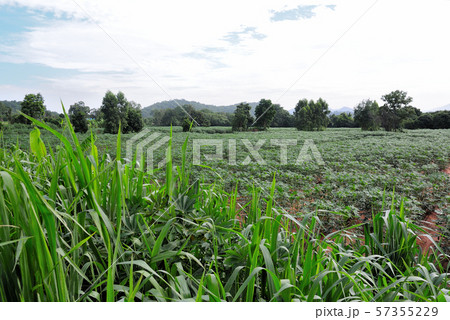 Cassava farm with tall grass foreground 57355229