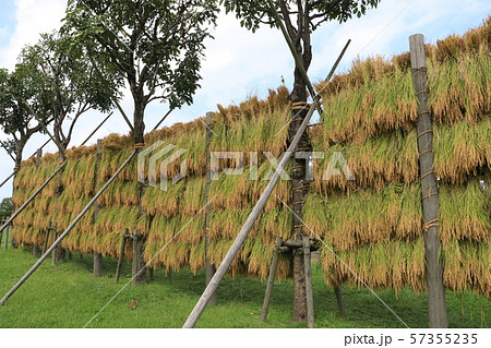 はさ掛けした稲穂 収穫 はさ掛けした稲穂 収穫 57355235