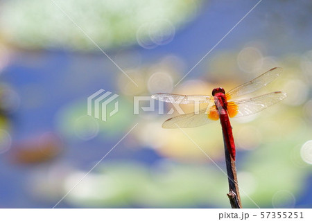 夏の光の中で４ 57355251