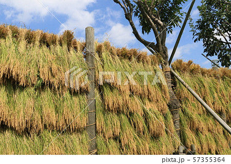 はさ掛けした稲穂 収穫 はさ掛けした稲穂 収穫 57355364