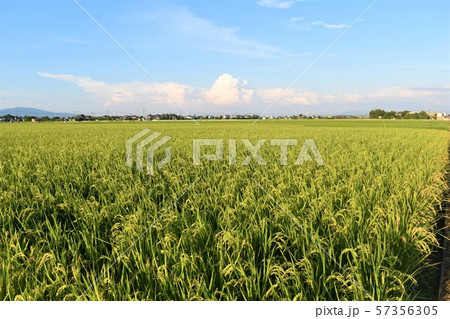 田園風景 57356305