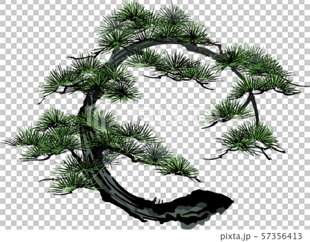 松 丸 松 丸 57356413