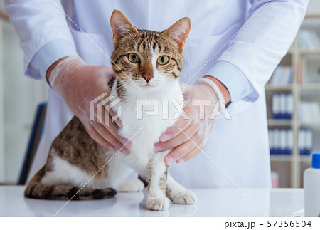 Cat visiting vet for regular checkup Cat visiting vet for regular checkup 57356504