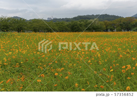 風景 自然 韓国 57356852