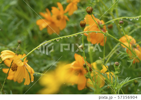 風景 自然 韓国 57356904