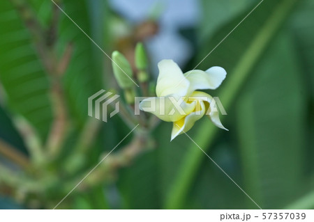 黄色のプルメリアの花 黄色のプルメリアの花 57357039