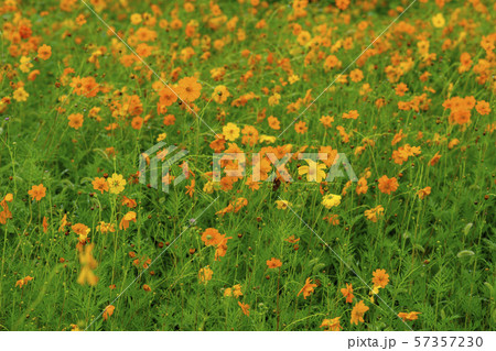 風景 自然 韓国 57357230