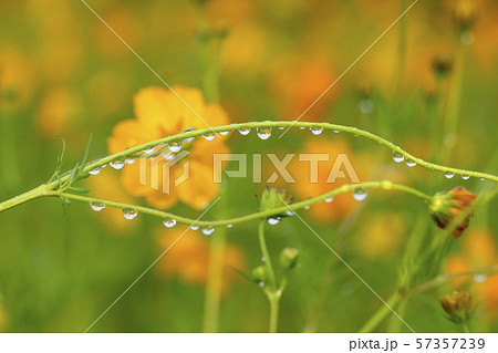 風景 自然 韓国 57357239