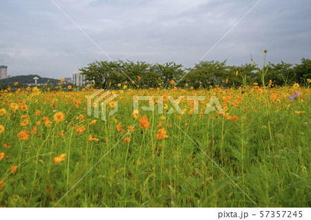風景 自然 韓国 57357245
