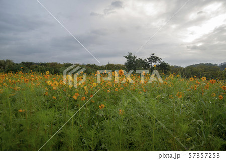 風景 自然 韓国 57357253