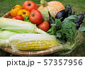 家庭菜園 57357956