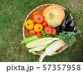 家庭菜園 57357958
