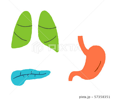 内臓　肺　膵臓　胃 57358351