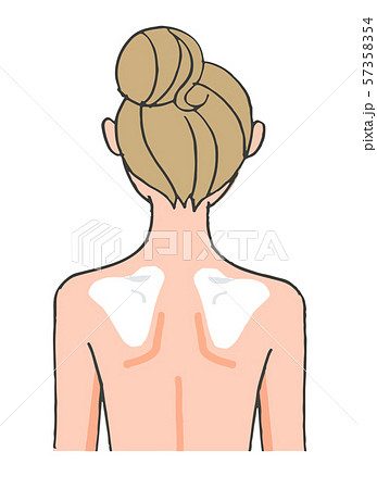 女性の肩甲骨のイラスト素材