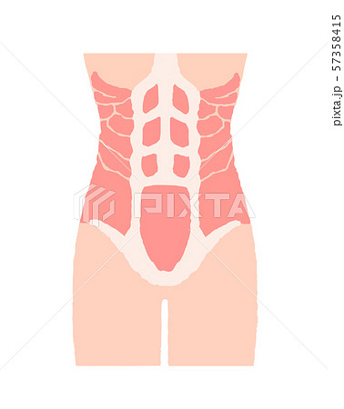腹筋のイラスト素材