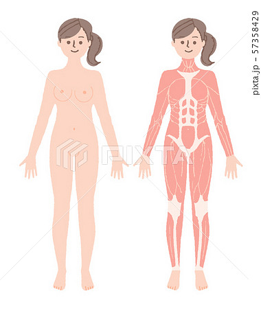 女性 筋肉 前のイラスト素材 女性 筋肉 前のイラスト素材