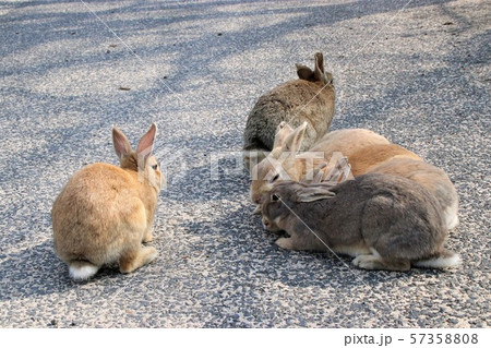 大久野島のうさぎ 大久野島のうさぎ 57358808