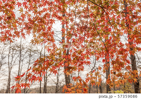 仙台市 泉ヶ岳紅葉 仙台市 泉ヶ岳紅葉 57359086