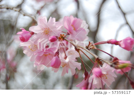 桜 桜 57359117