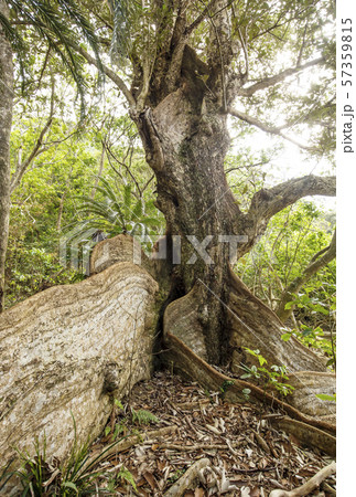 奄美大島 サキシマスオウノキの大木 奄美の自然 奄美大島 サキシマスオウノキの大木 奄美の自然 57359815