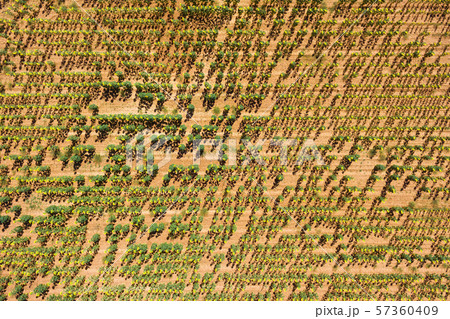 Aerial view of beautiful sunflower field. Aerial view of beautiful sunflower field. 57360409