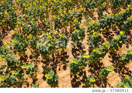 Aerial view of beautiful sunflower field. 57360411