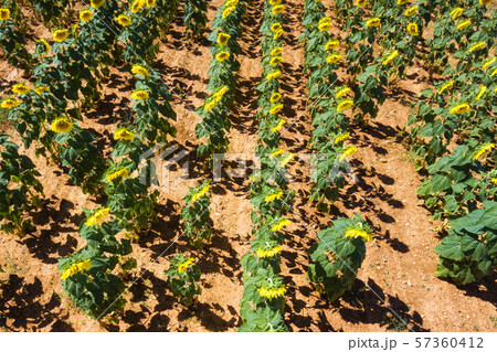 Aerial view of beautiful sunflower field. 57360412