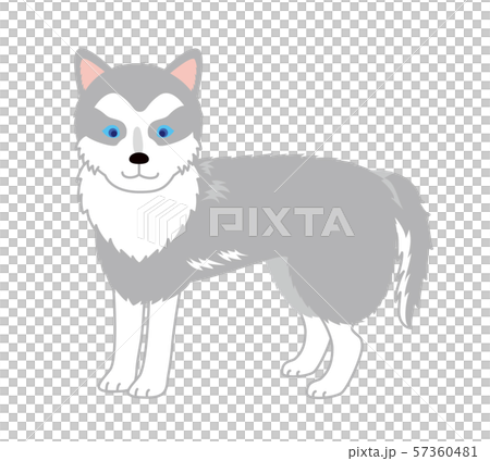 シベリアンハスキー　横向き 57360481