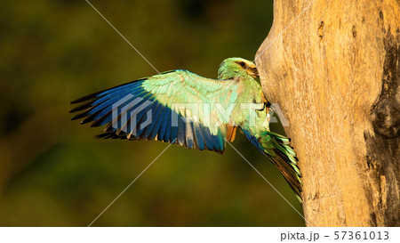 European roller feeding chicks in nest hidden in cavity of hollow tree European roller feeding chicks in nest hidden in cavity of hollow tree 57361013