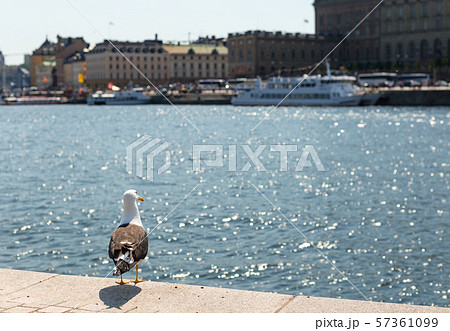 Seagull sitting on a pier, on the background of the beautiful city of sea, Stockholm. Seagull sitting on a pier, on the background of the beautiful city of sea, Stockholm. 57361099