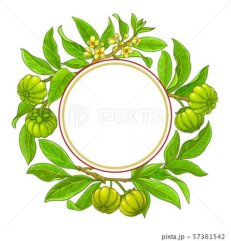 garcinia vector frame garcinia vector frame 57361542