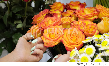 Spraying roses with water from a sprayer in flower shop, closeup view. 57361605